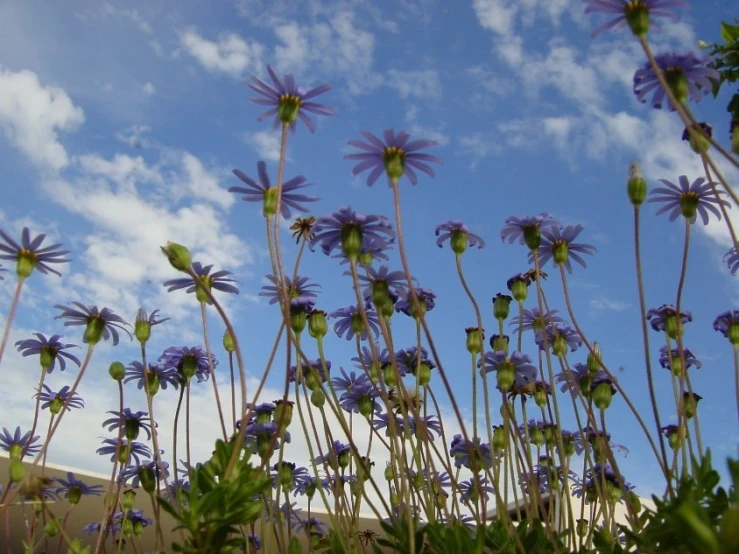 some flowers in the sun under some blue sky