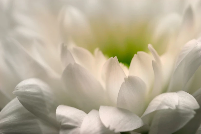 a white and light green flower is looking towards the center