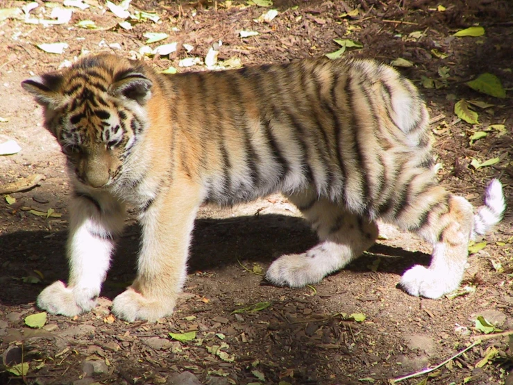 a small baby tiger walking on top of dirt