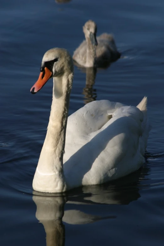 two swans swimming with a baby bird