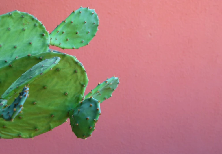 a green cactus is shown on a pink background