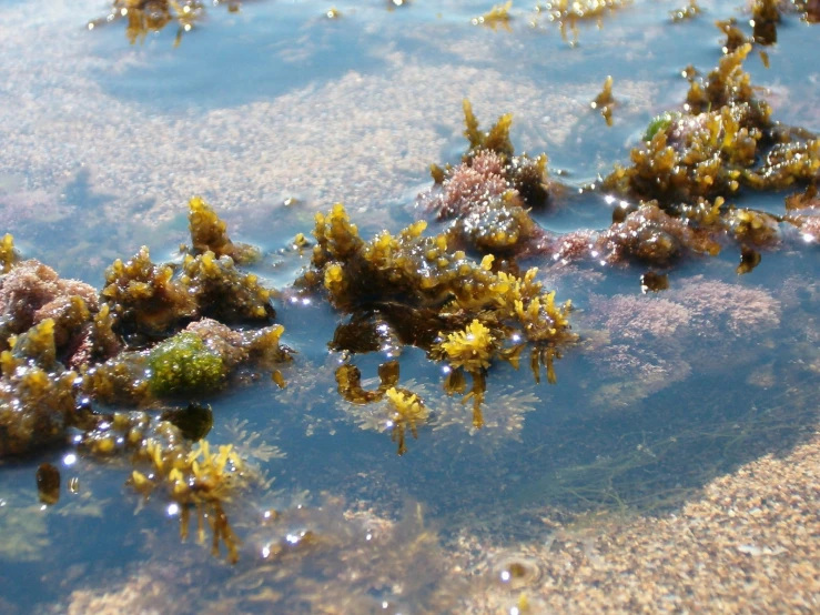 close up of underwater plants and algae in a stream