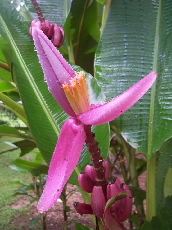 a plant with purple flowers, and green leaves