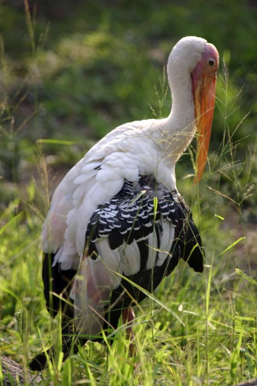 a black and white bird with a large orange beak