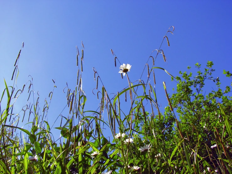 white flower in a field against a blue sky