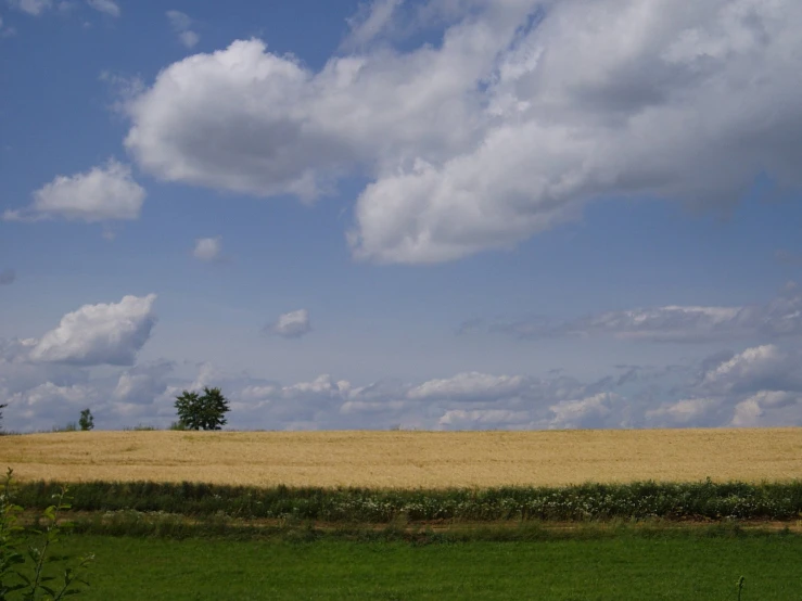 a field with a lone tree in the distance