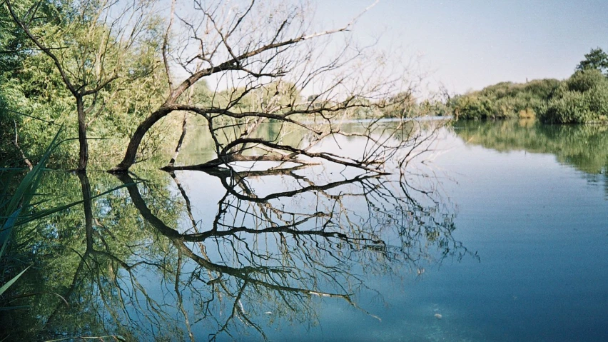 a large leafless tree that is in the water