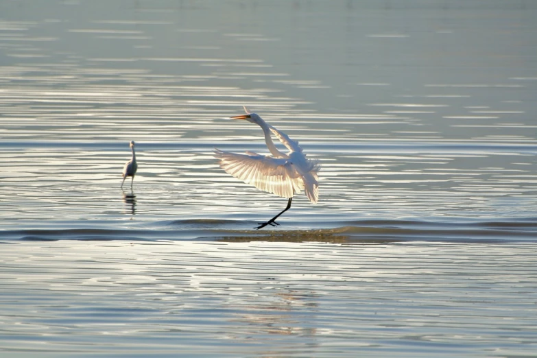 a bird flying over the water with its wings outstretched