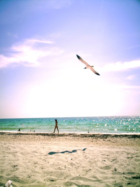 a seagull flying over the beach with people swimming in the ocean