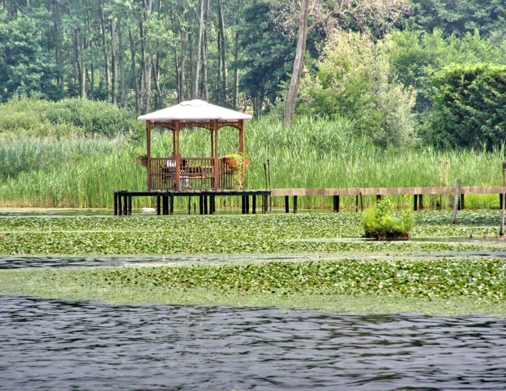 the water is a thick, green swamp with a small gazebo