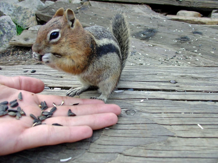 the squirrel is looking for his food while being petted