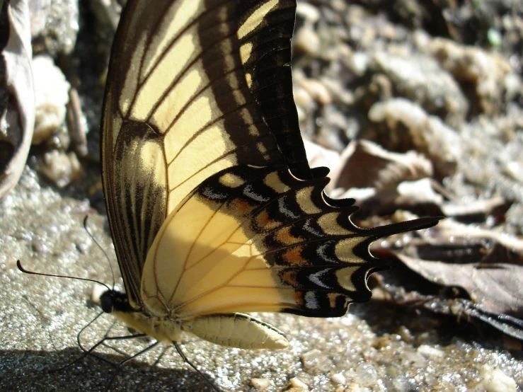 the large erfly is perched on the ground