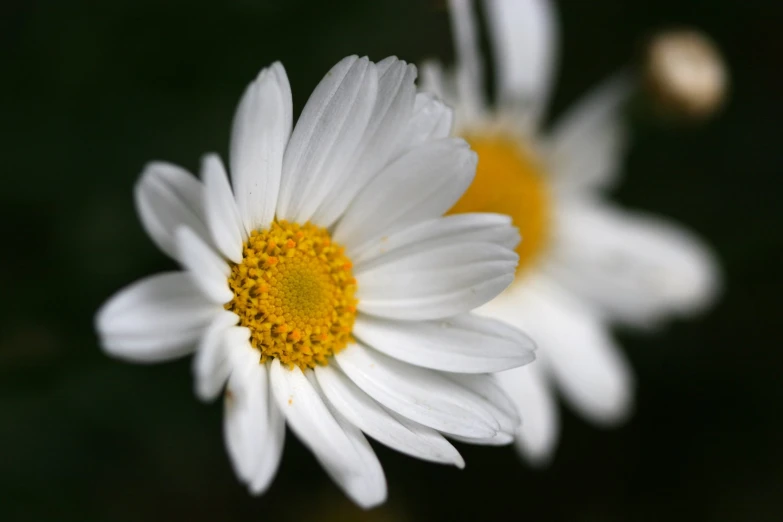 the petals of a daisy in bloom