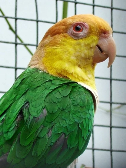 the face of a bright green and yellow bird