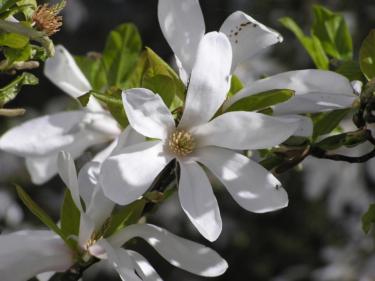 a close up of some white flowers on a tree