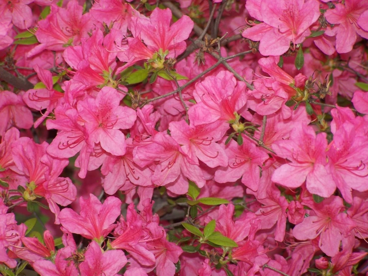 pink flowers growing out of a bush with green leaves