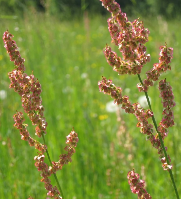 flowers in a field with a lot of green grass