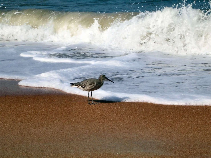 a bird on the beach near a wave