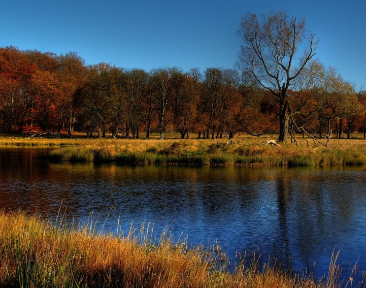 a pond that has some water and many trees