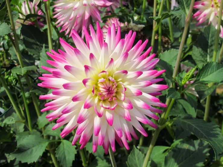 a close up view of a large pink and white flower