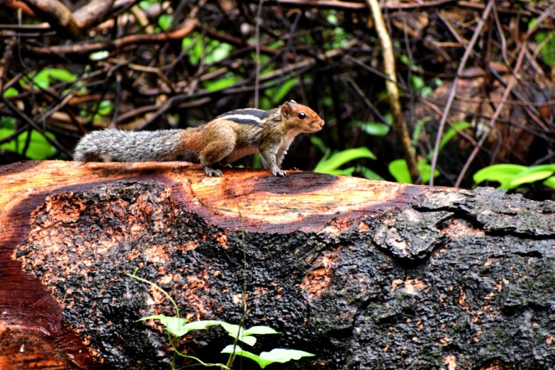 a squirrel is standing on top of a tree stump