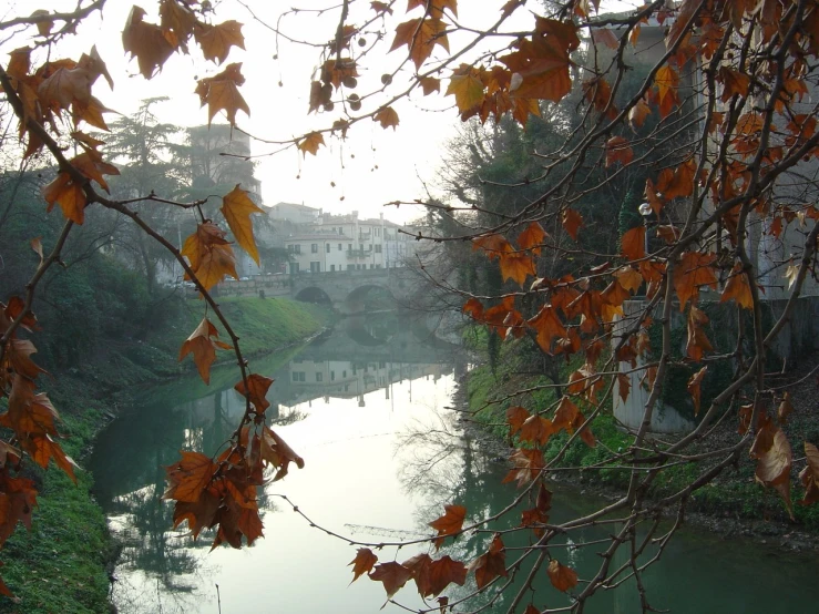 a river flowing through a lush green forest