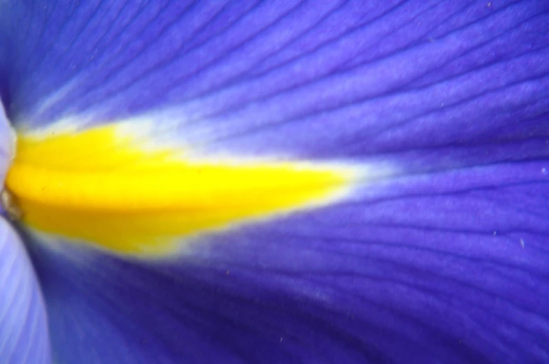 an image of a large purple flower close up