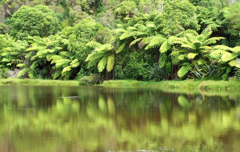 a body of water with trees and grass