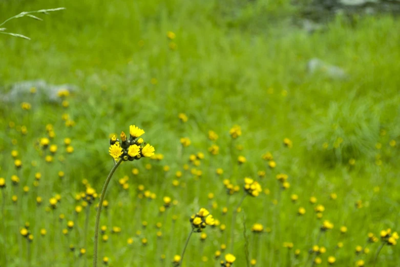 a tall green field full of yellow flowers