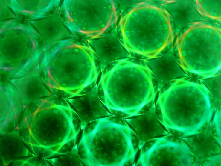 an image of some green and yellow cells
