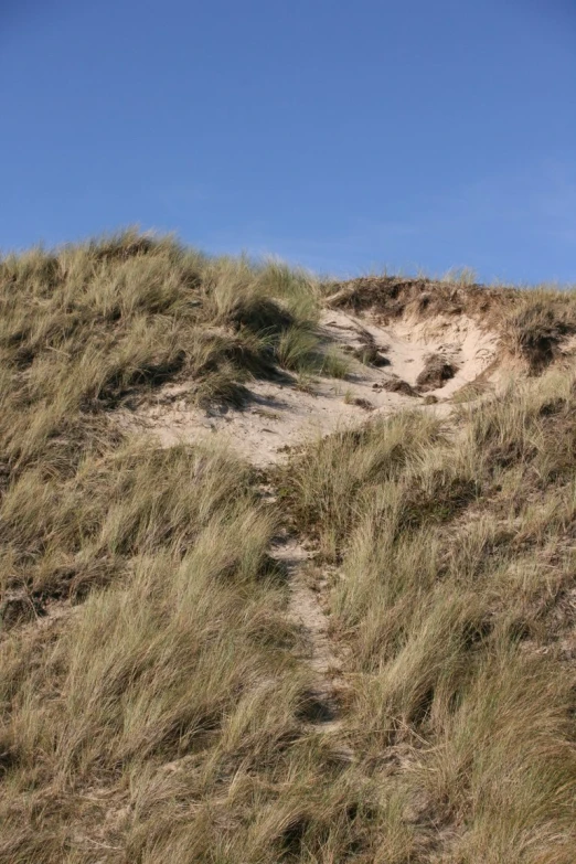 the sand dunes are covered in tall brown grass