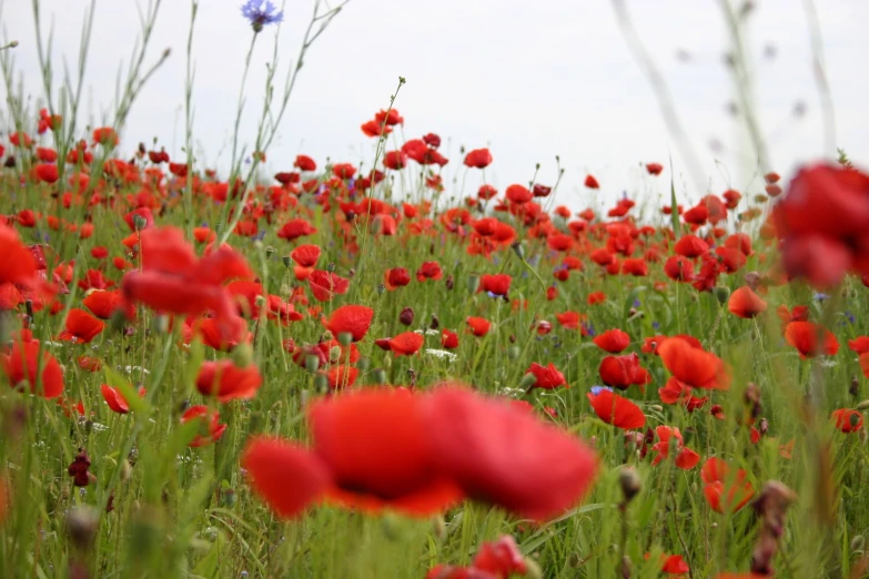 a field full of green and red flowers