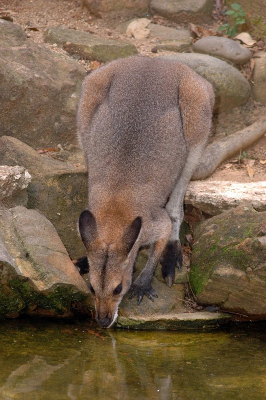 a kangaroo drinking water from the river from a rocky bank