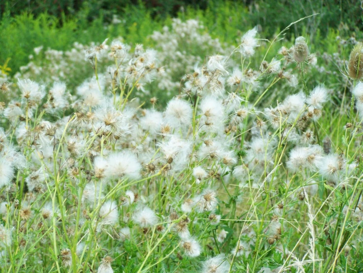 a bunch of white fluffy flowers with green grass