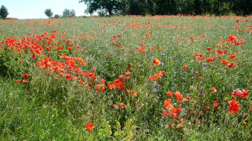 red flowers are growing in the tall grass