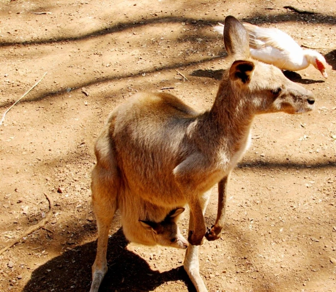 a goat laying down in the dirt with a bird