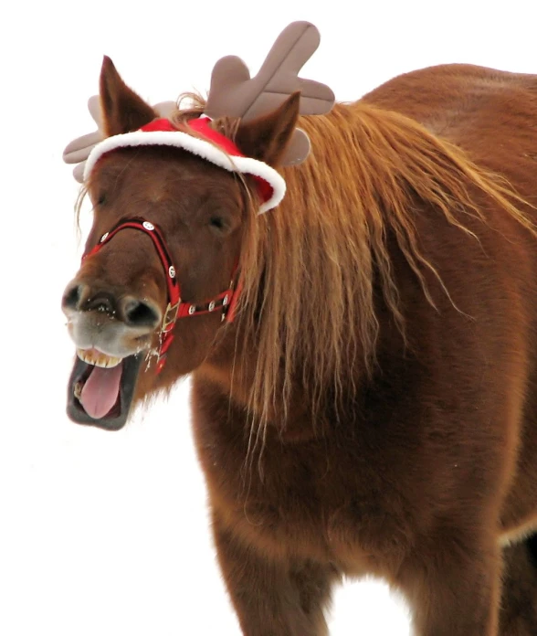 horse with santa claus hat and ear piece in snow