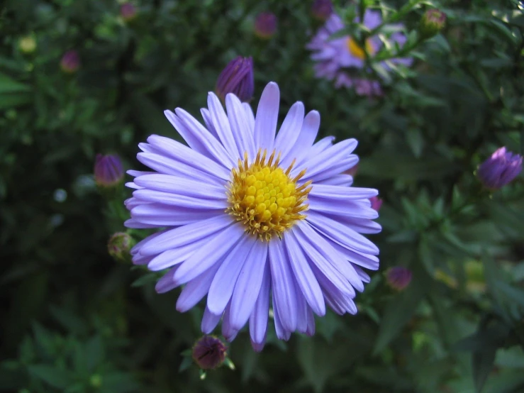 blue and yellow flowers that are on top of green grass