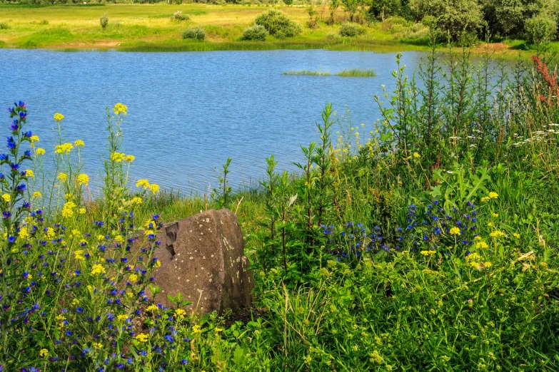 a pond surrounded by lots of flowers and trees