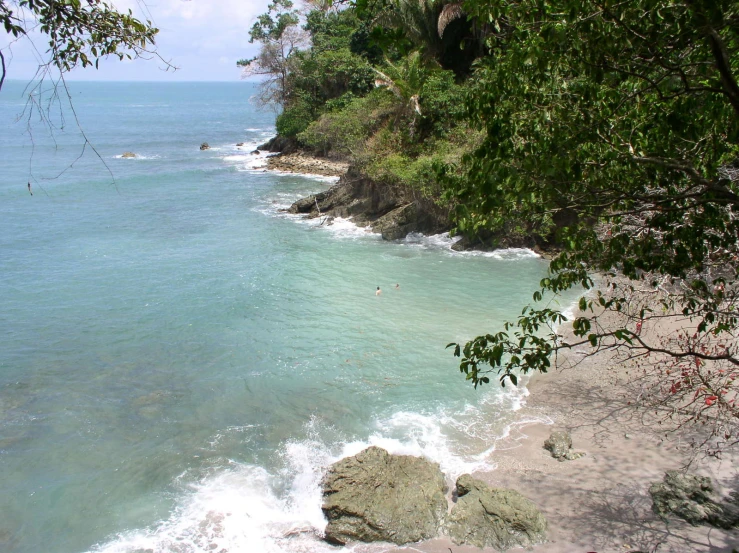 beach with clear blue water and large green trees