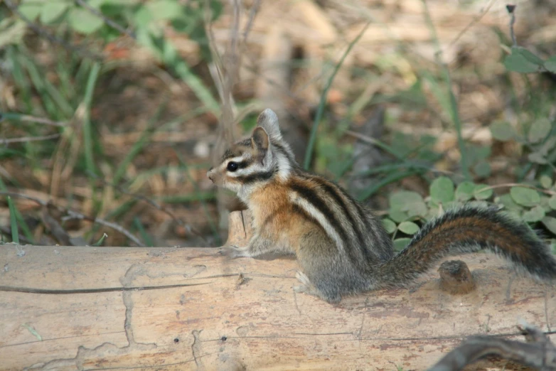 a small chipper is standing on top of a log