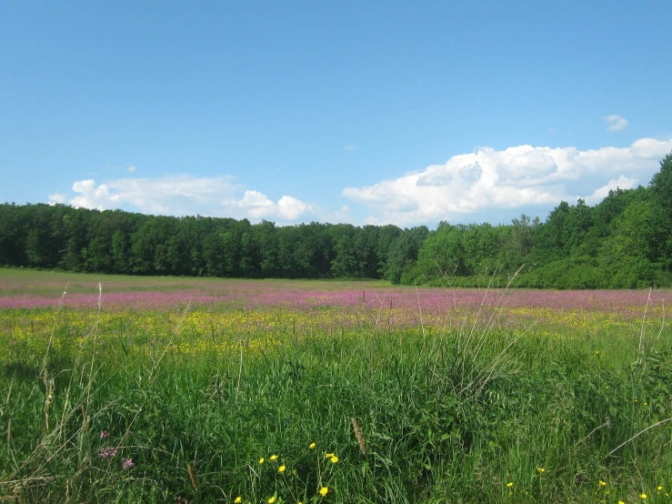 a field with flowers on it under a blue sky