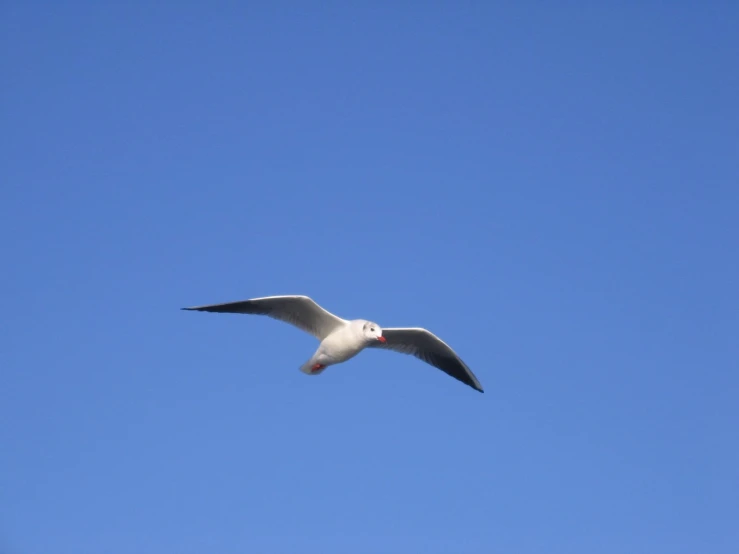 a bird flying across the sky with its wings spread