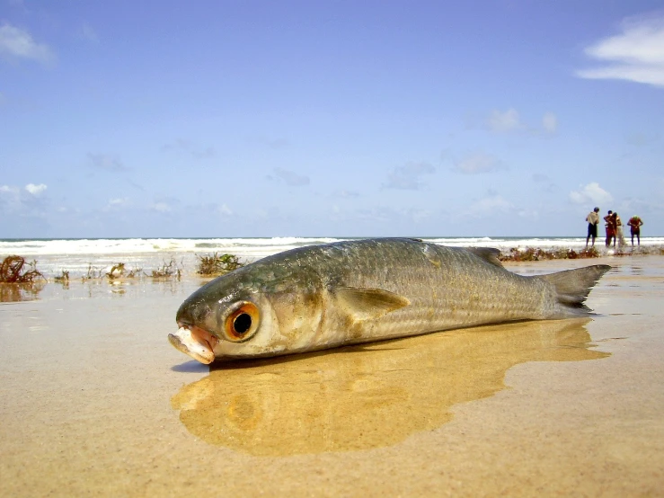 a dead fish laying on a beach on a sunny day