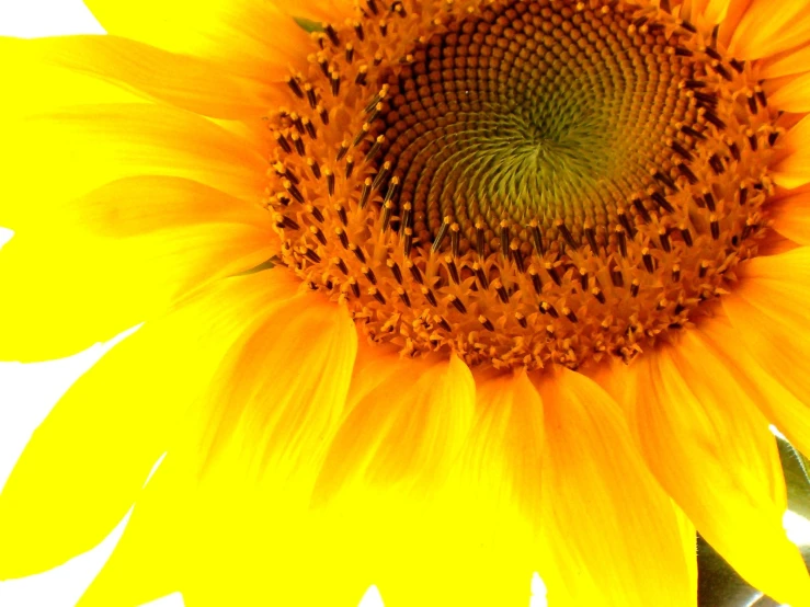 the view of the back of a sunflower