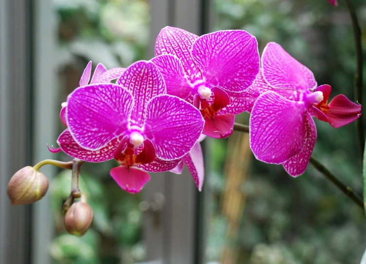 two pink flowers with drops of water in them