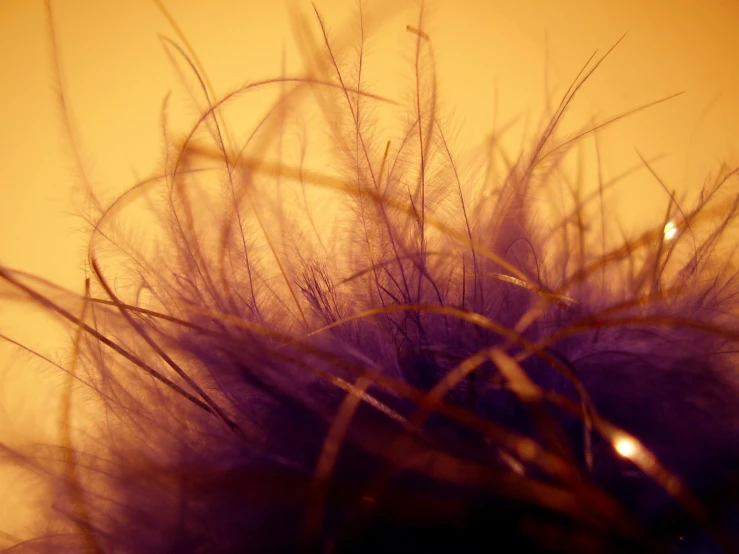 a picture of purple feathers in very light shade