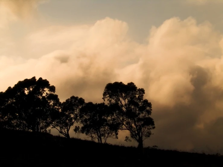 the silhouettes of two trees against a cloudy sky