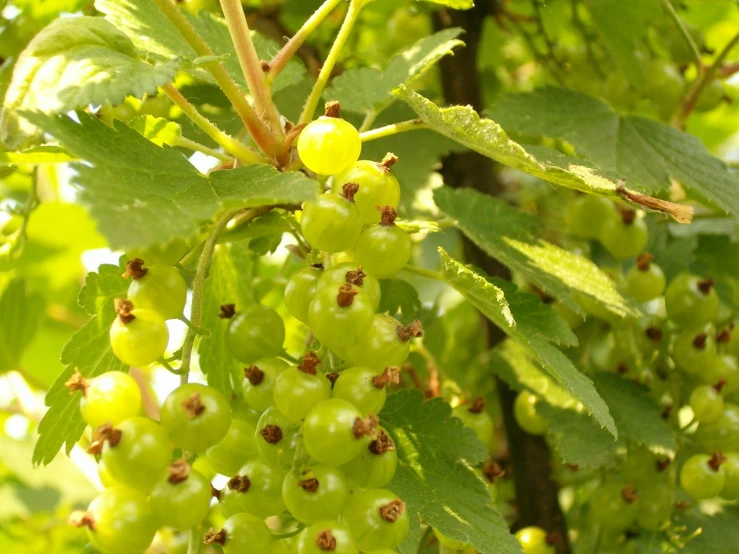 some green fruit growing on the nches of trees