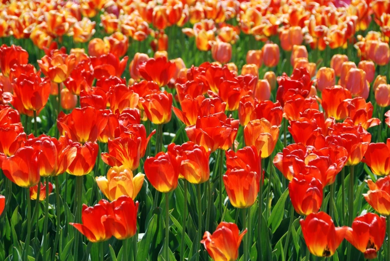 there are many red and yellow tulips growing